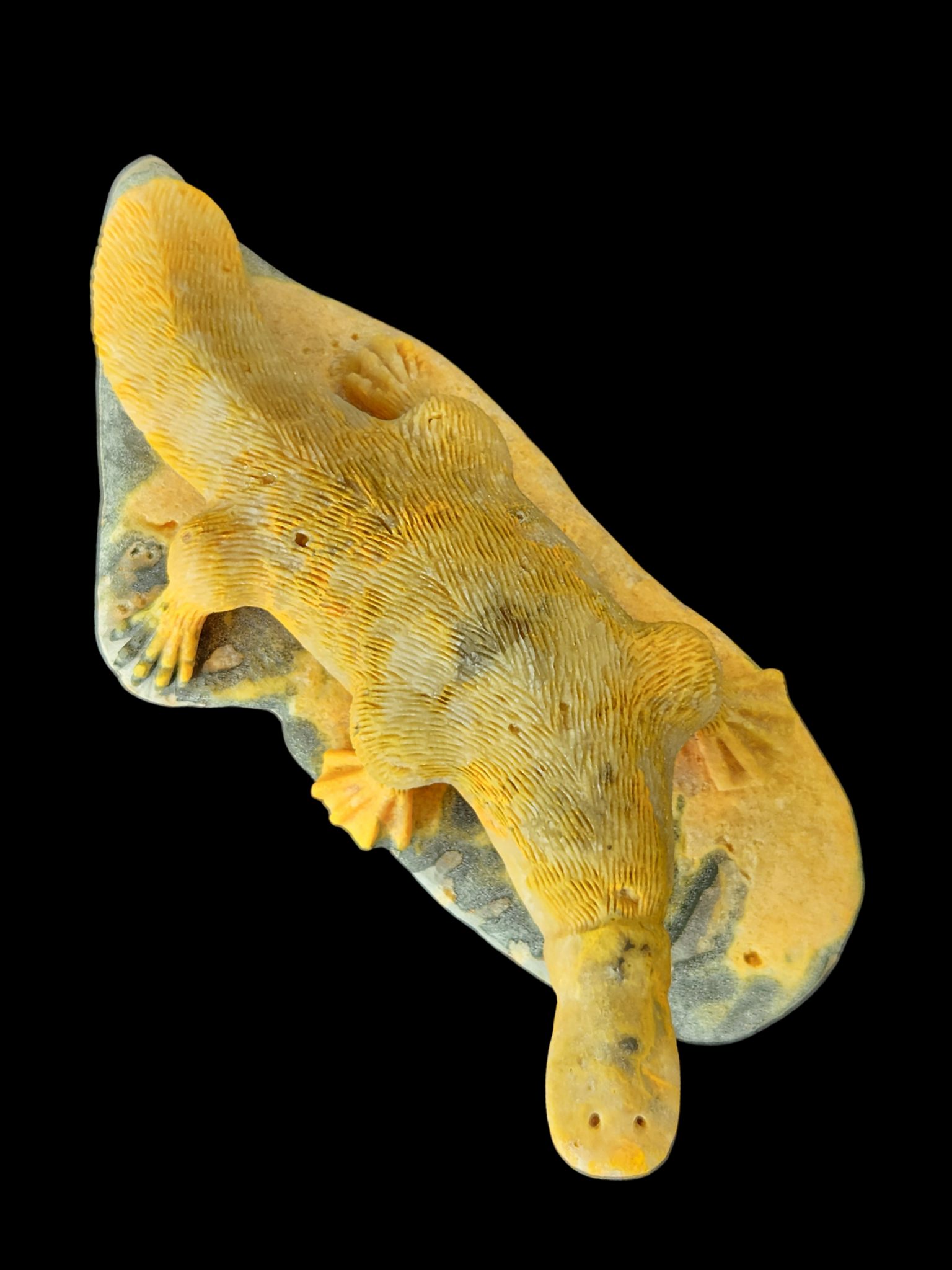 Platypus - Bumble Bee Jasper