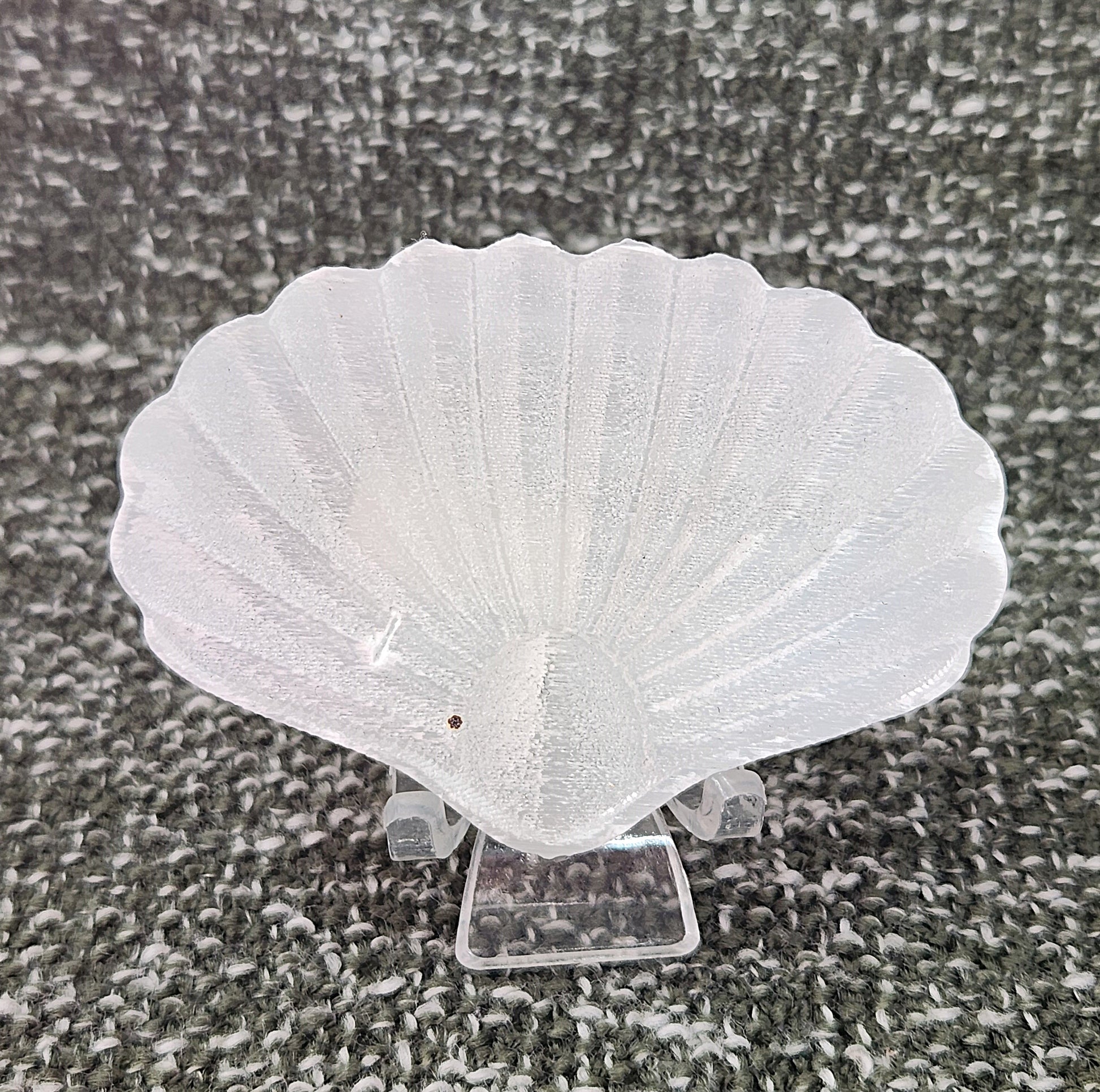 Shell - Selenite