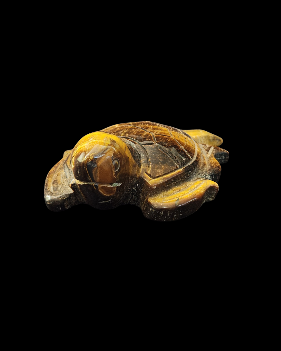 Turtle - Tigers Eye