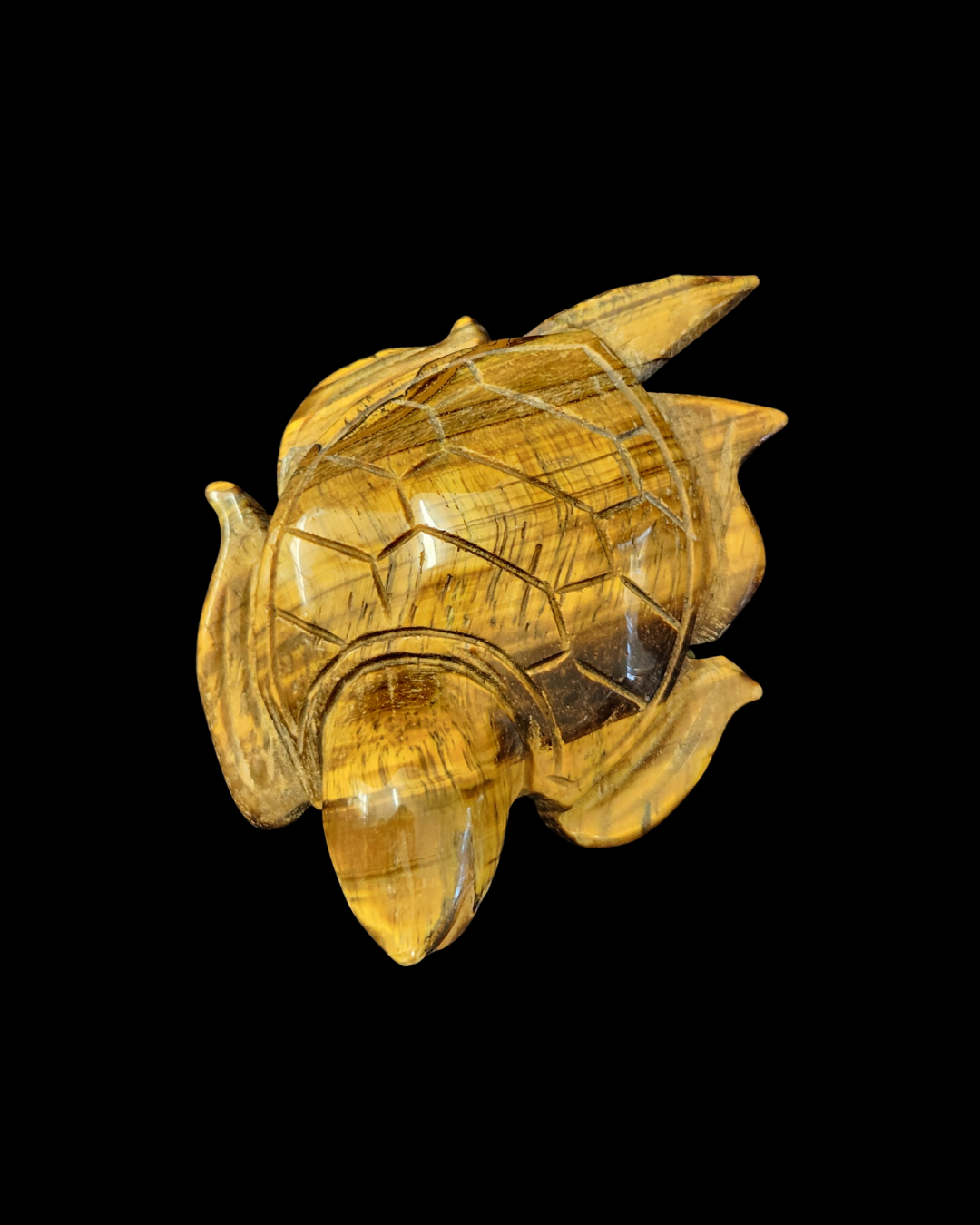 Turtle - Tigers Eye