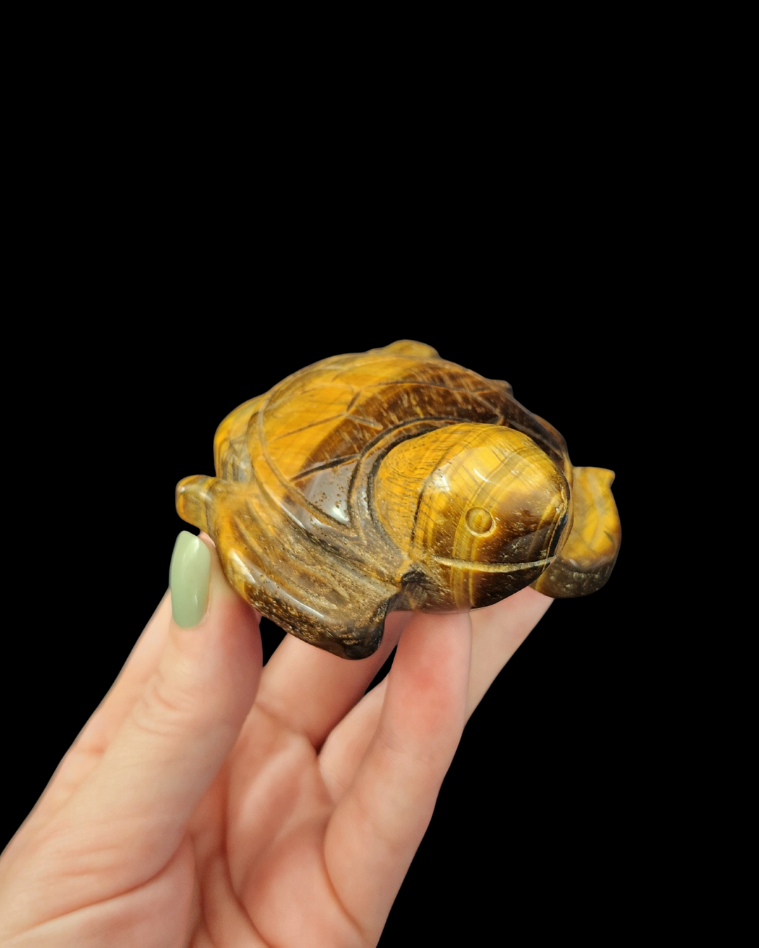 Turtle - Tigers Eye