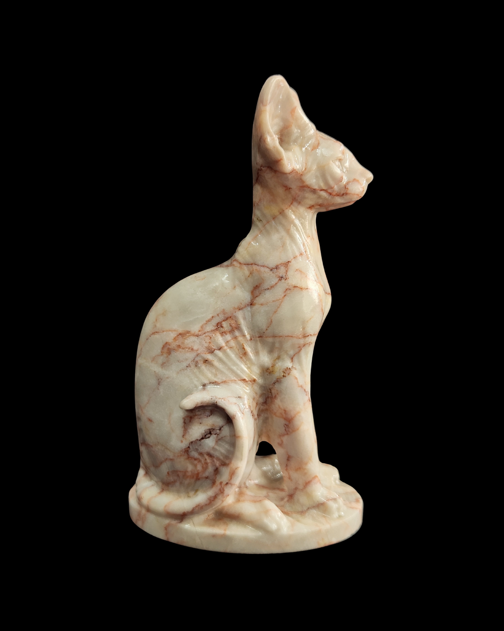 Sphynx Cat - Cinnabar