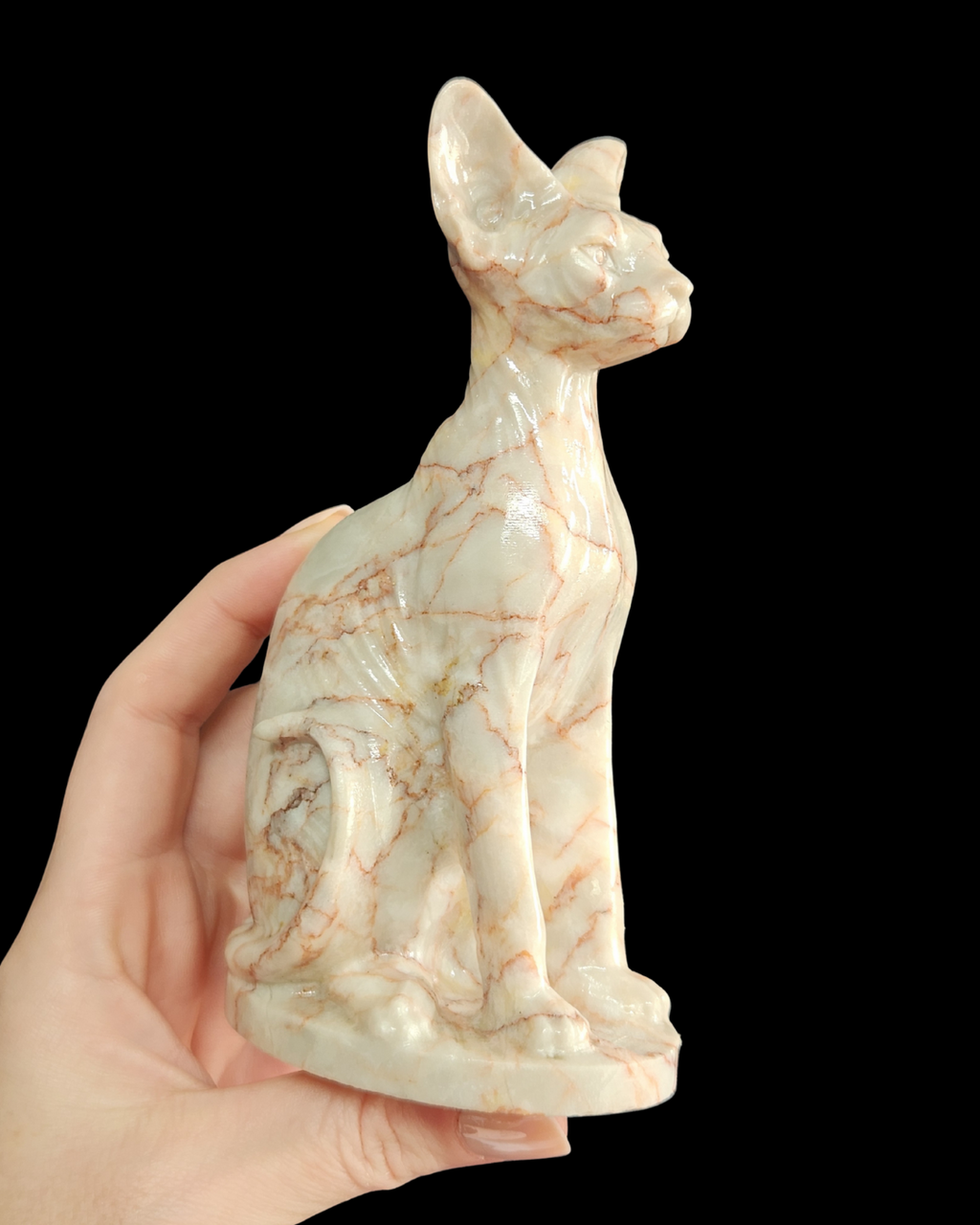 Sphynx Cat - Cinnabar