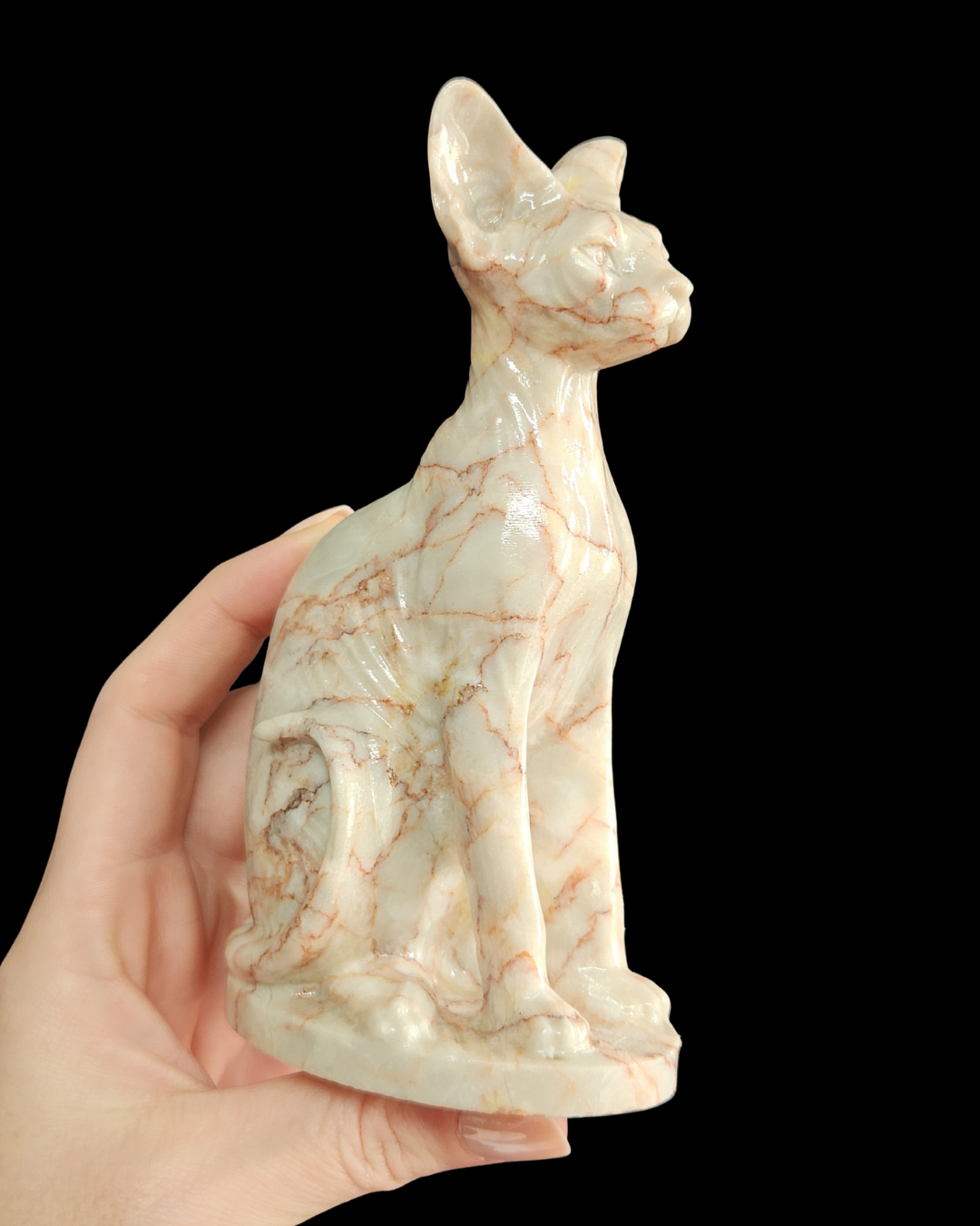 Sphynx Cat - Cinnabar
