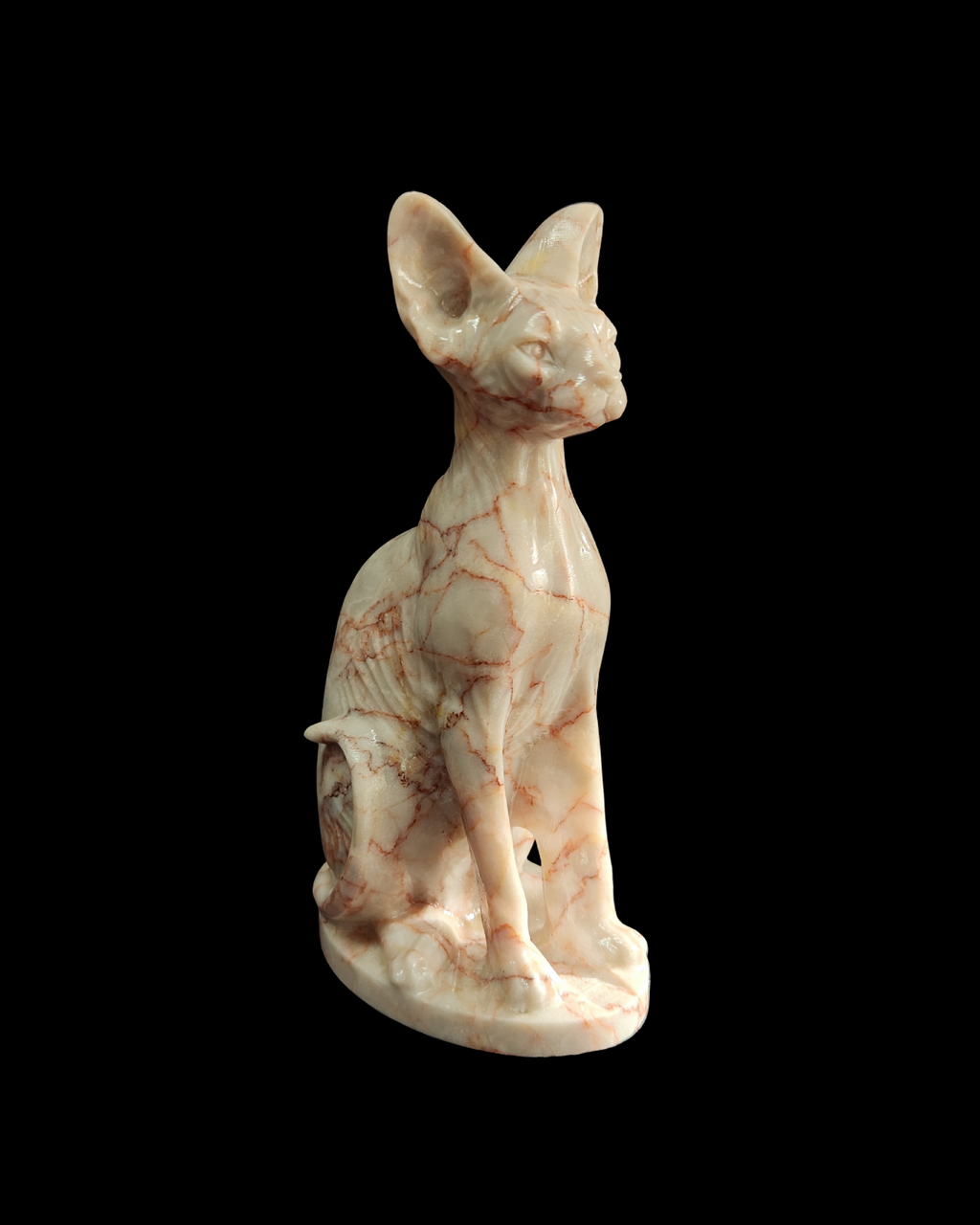 Sphynx Cat - Cinnabar