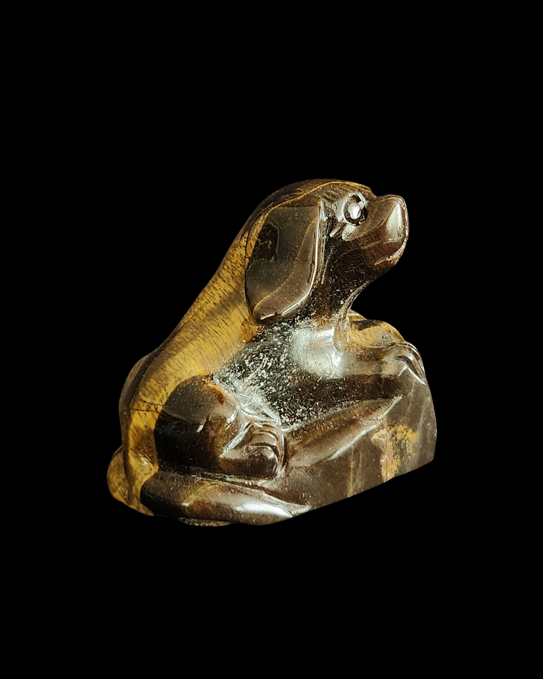 Dog - Tigers Eye