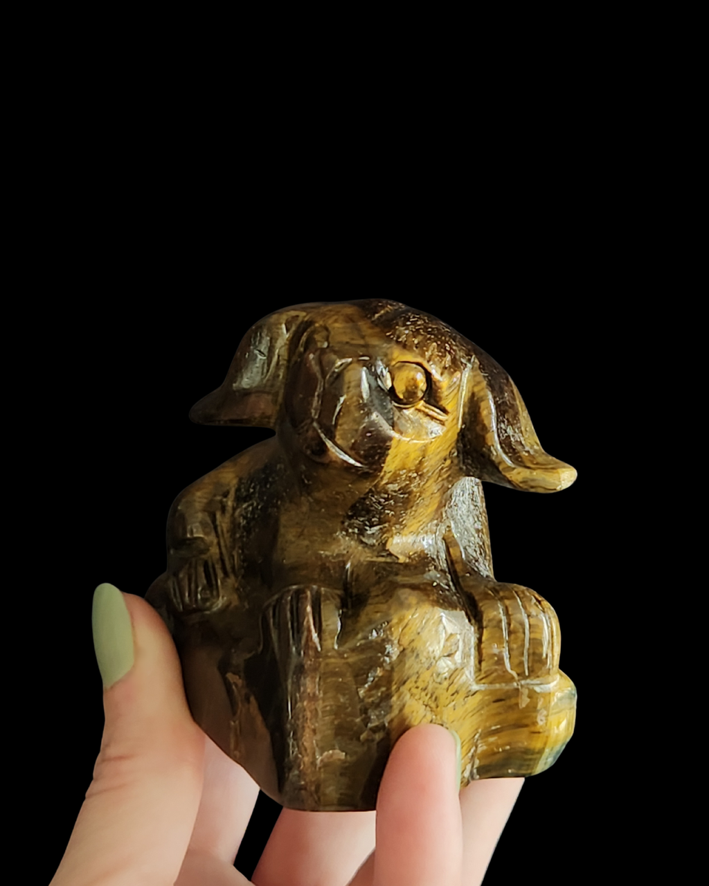 Dog - Tigers Eye