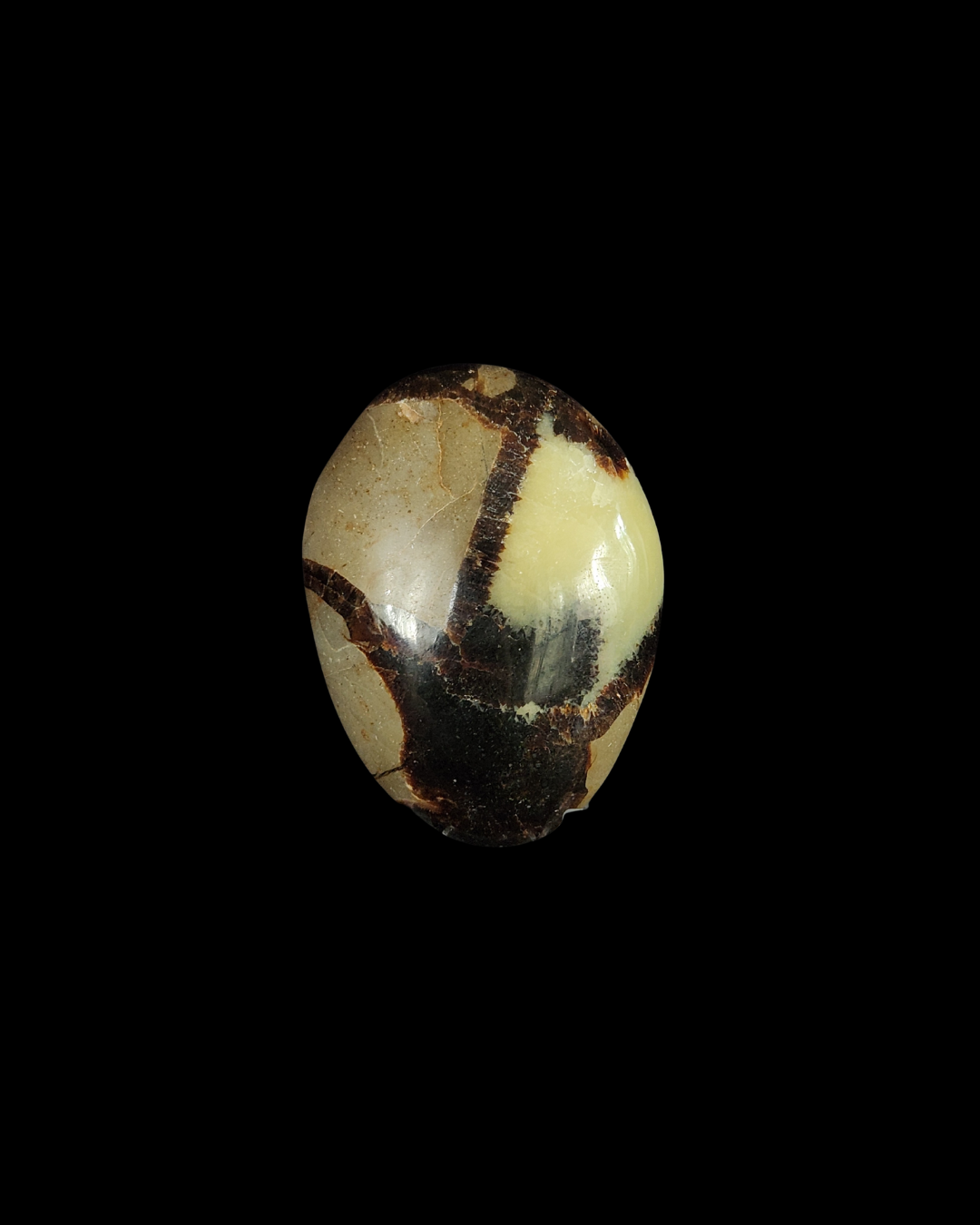 Palm Stone - Septarian