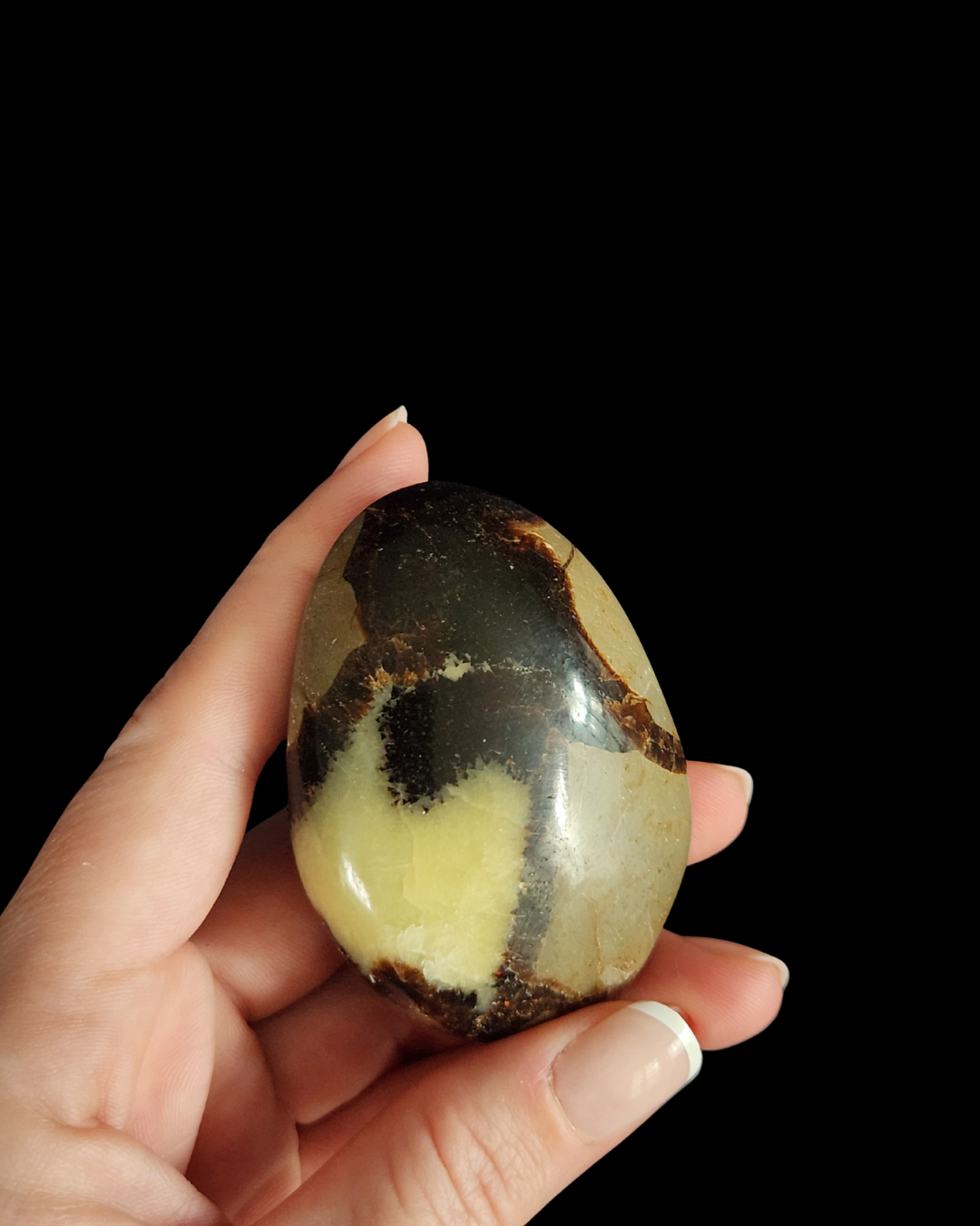 Palm Stone - Septarian
