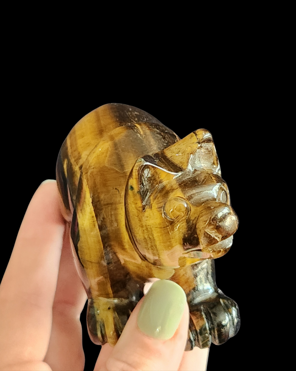 Bear - Tigers Eye