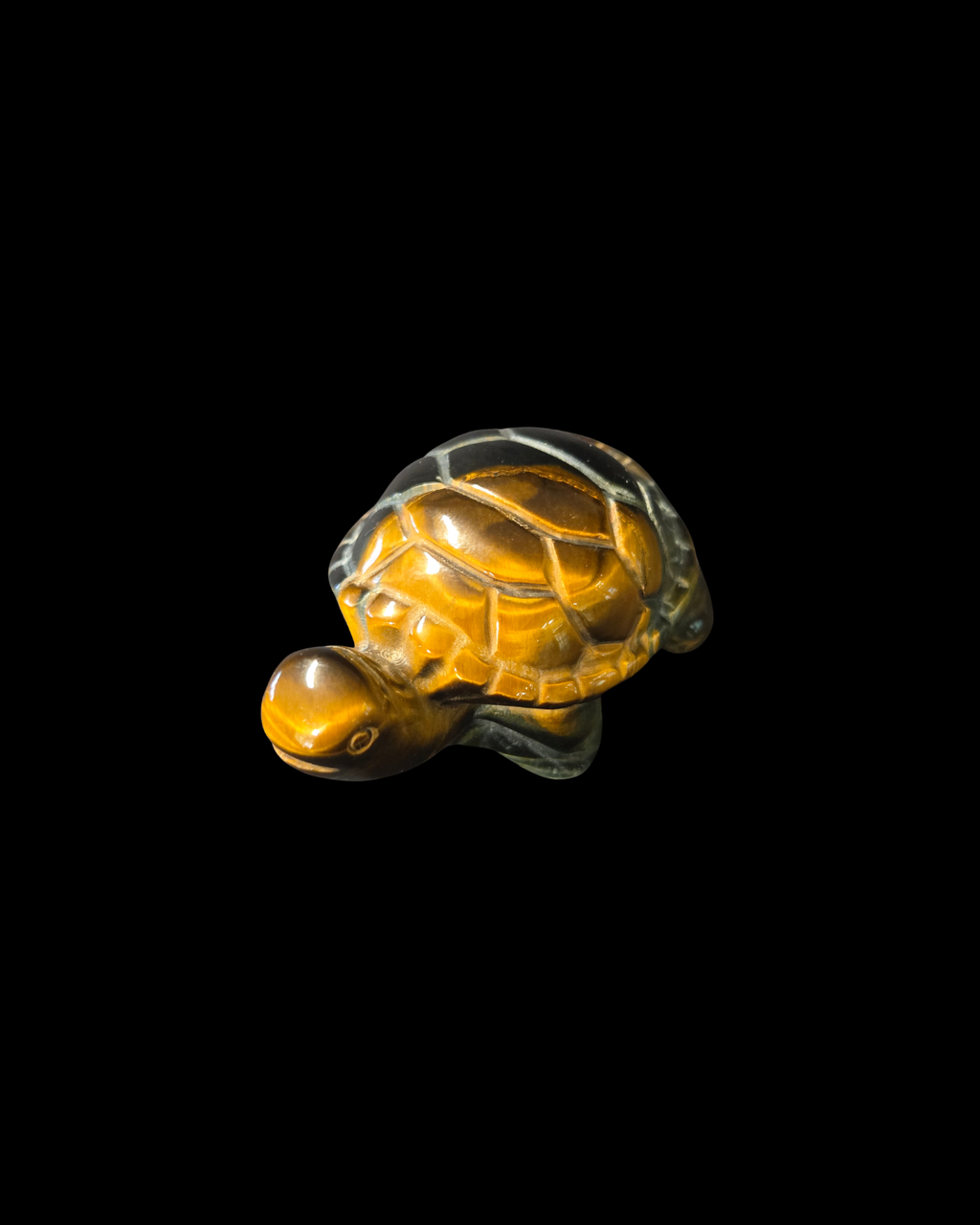 Turtle - Tigers Eye