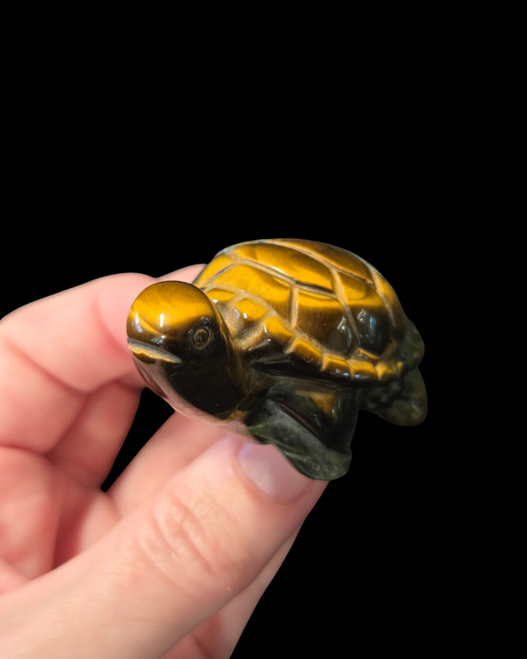Turtle - Tigers Eye