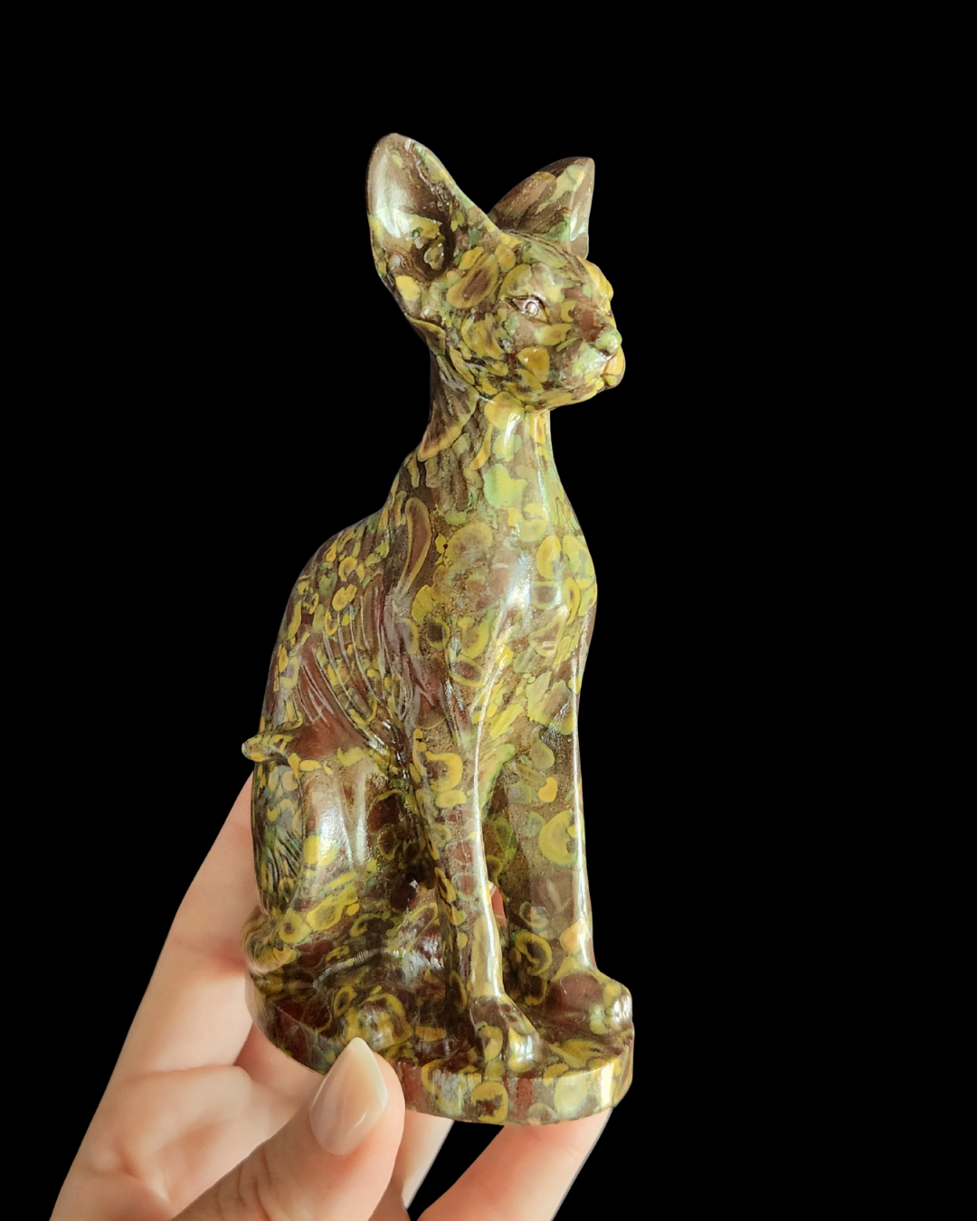 Sphynx Cat - Ajooba Jasper