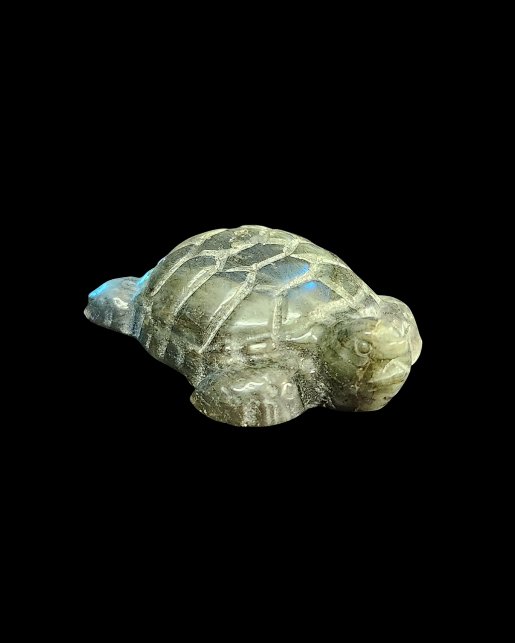 Turtle - Labradorite