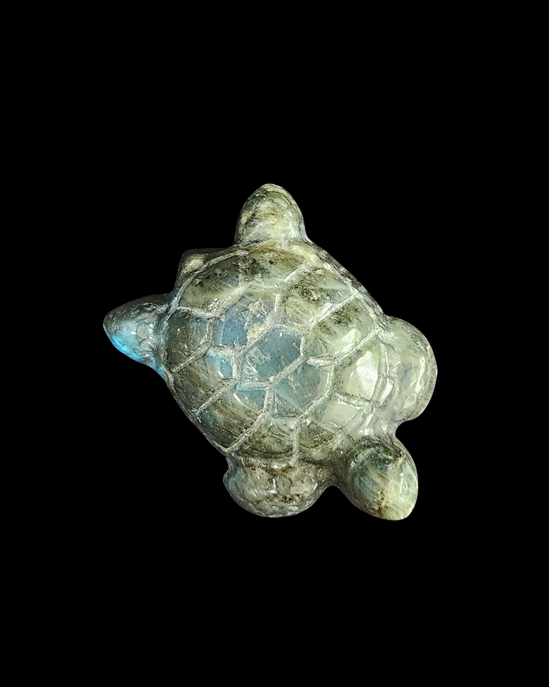 Turtle - Labradorite