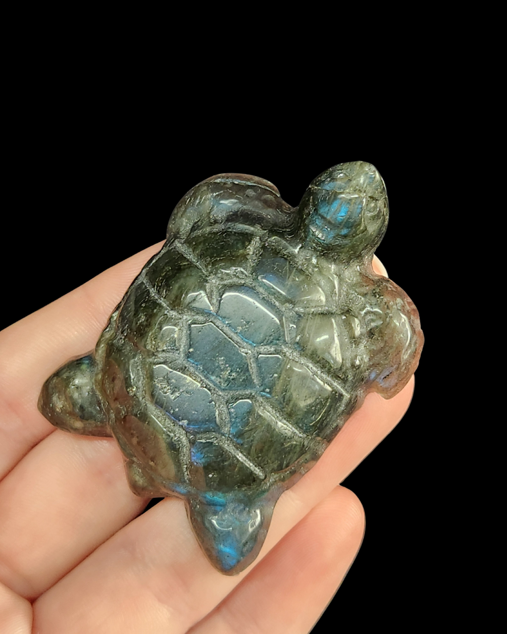 Turtle - Labradorite